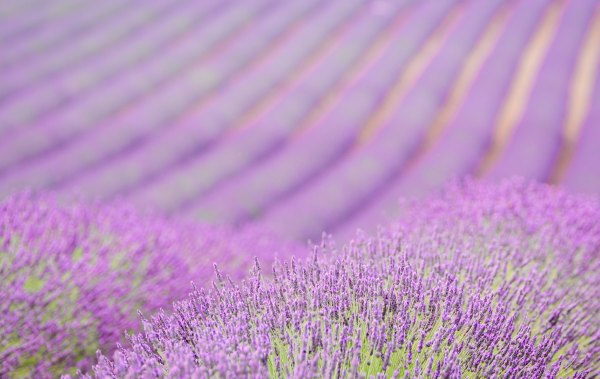 Trinity Gate Investments_Mathias Burghardt in Rencontres d'Aix