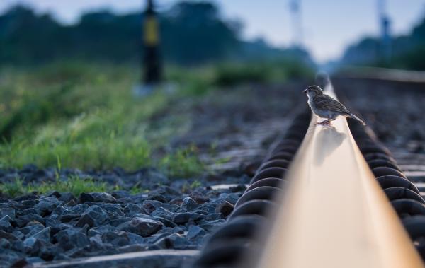  Trinity Gate Investments, Transport Working Group, bird on a railway in the midst of nature